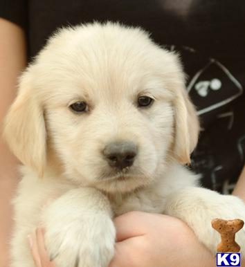 Puppies in Paola